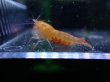 画像1: 【ShrimpFEVER限定】オレンジアイオレンジ・抱卵1匹・メス1匹・オス1匹 (1)